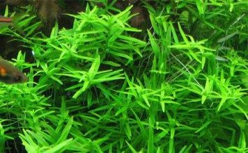 rotala-green-aquatic-plant-for-sale-and-where-to-buy-aquaticmag-356x220-8161651