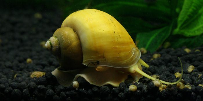 aquarium-snails-apple-snail-clean-up-crew-aquaticmag-9740801