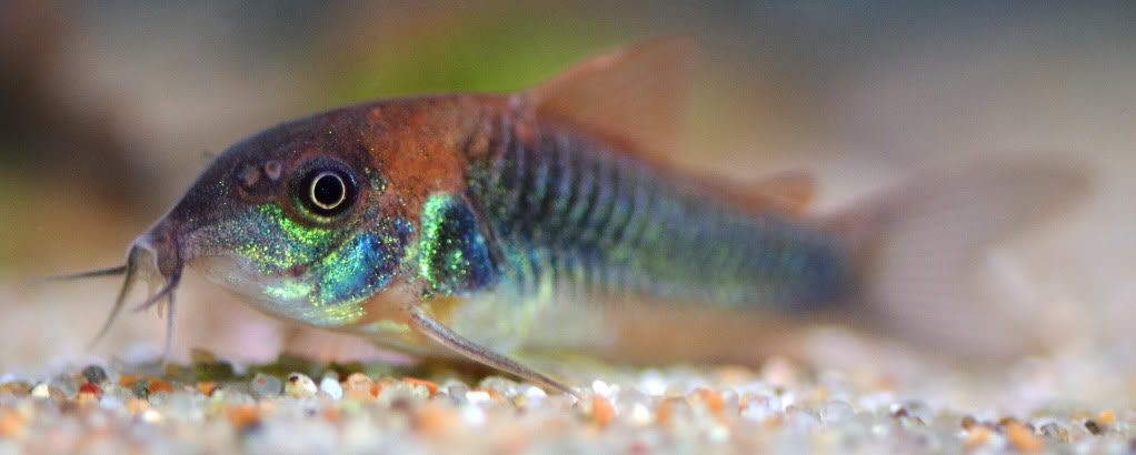 bronze-corydora-green-corydoras-bronze-catfish-lightspot-corydoras-or-wavy-catfish-information-and-wiki-bronze-corydora-for-sale-and-where-to-buy-aquaticmag-6-4369482