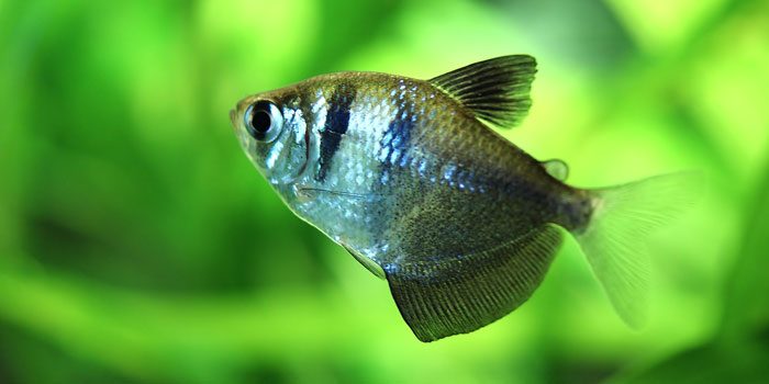 black-skirt-tetra-best-freshwater-aquarium-fish-for-beginners-easy-fish-for-fish-tanks-aquaticmag-4006283