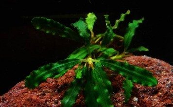 bucephalandra-biblis-aquatic-plant-for-sale-and-where-to-buy-aquaticmag-356x220-9126481
