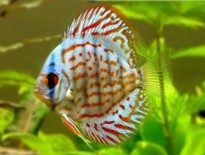 discus-fish-information-and-wiki-discus-fish-for-sale-and-where-to-buy-aquaticmag-205x155-4024992